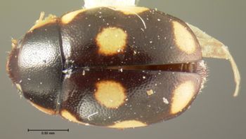 Media type: image;   Entomology 6717 Aspect: habitus dorsal view